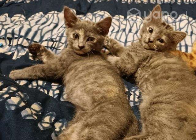 Gatitas en adopcion