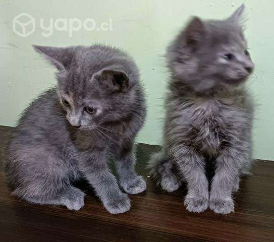 Gatitas en adopcion