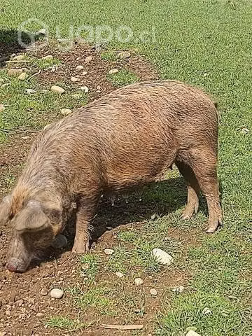 Cerdaa.