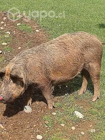 Cerdaa.
