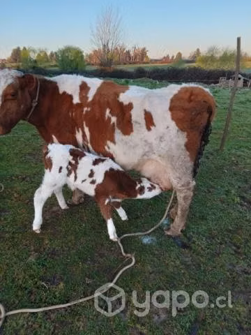 Vaca parida