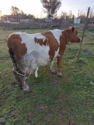 Vaca parida