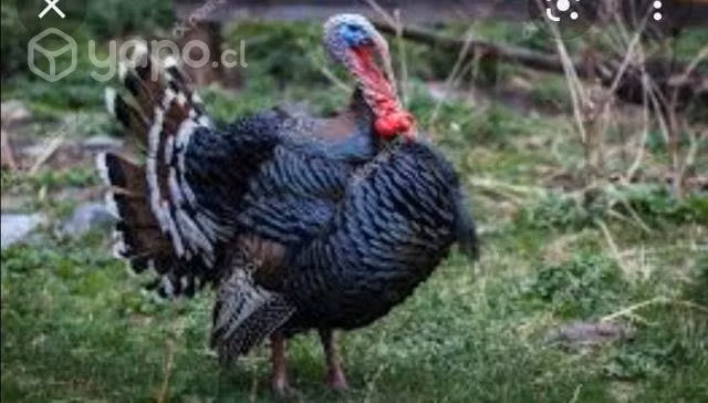 Pavos brutos