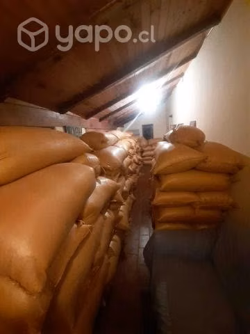 AVENA recién cosechada 2023