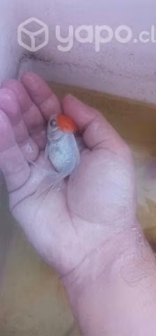 Peces - Imagen 5
