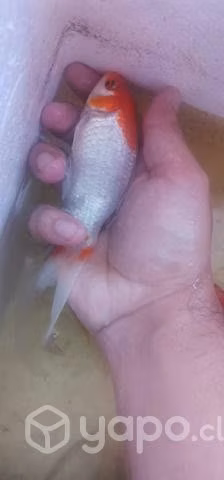 Peces - Imagen 2