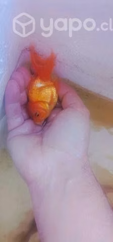 Peces - Imagen 3