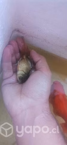 Peces