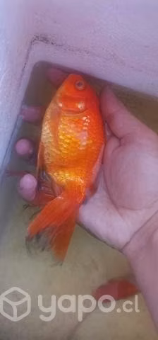 Peces - Imagen 4