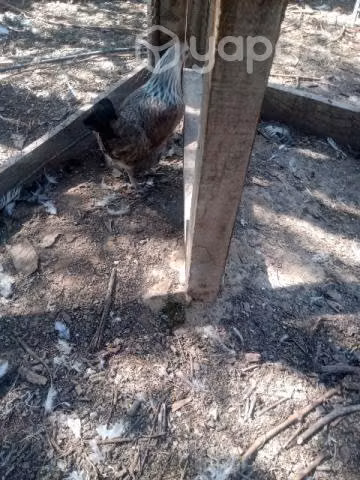 Gallinas pequeñas