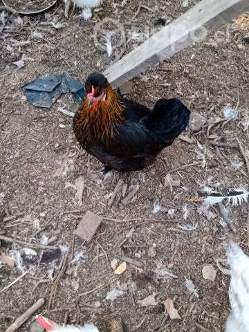 Gallinas pequeñas