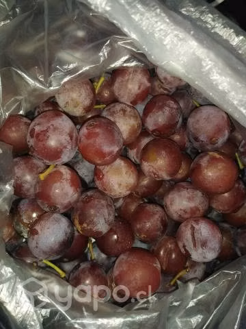 Ciruela albaricoque