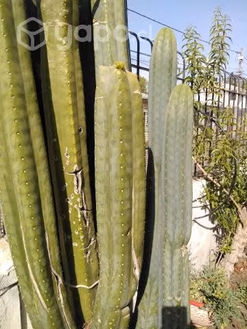 Cactus - Imagen 2