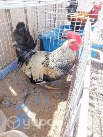 Animales de Granja