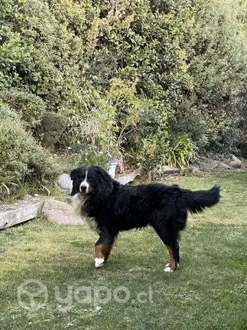 Boyero de Berna macho para cruza, inscrito