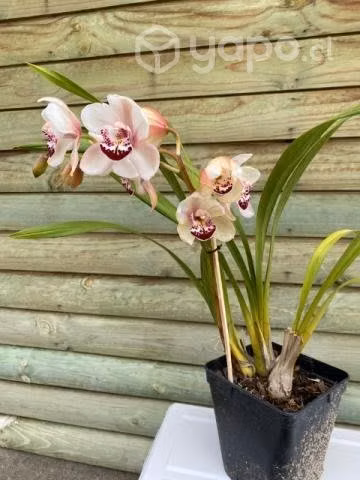 Orquídea cymbidium blanca