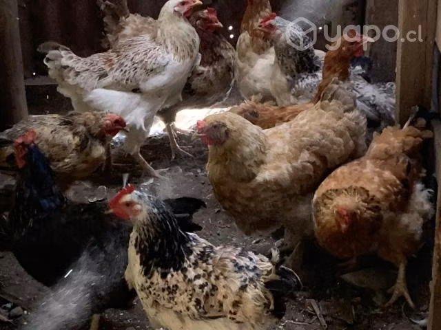 Gallinas de campo