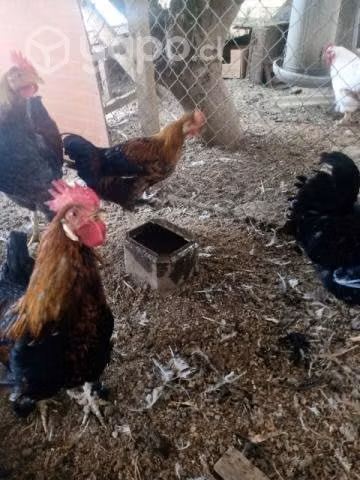 Gallos raza pequeña
