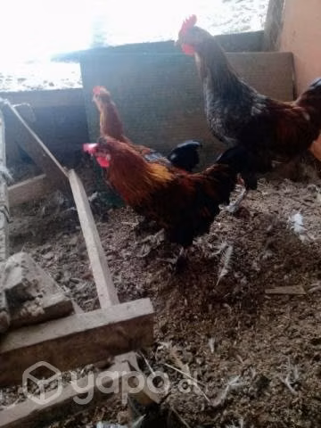 Gallos raza pequeña