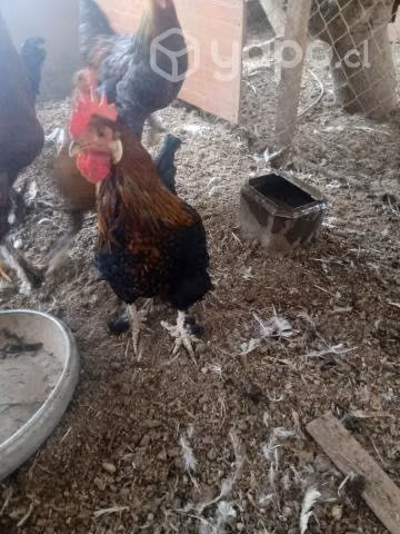 Gallos raza pequeña