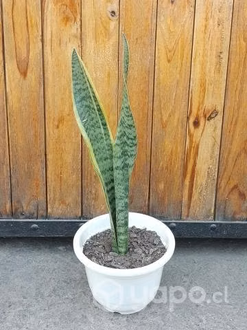 Planta Lengua de Suegra o espada de San Jorge