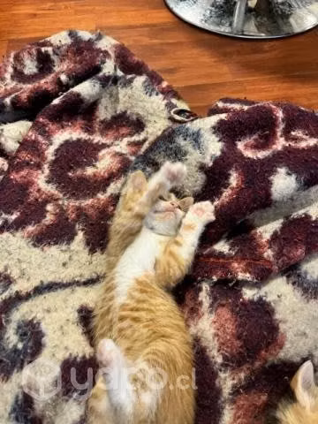 Se regalan gatitos - Imagen 2