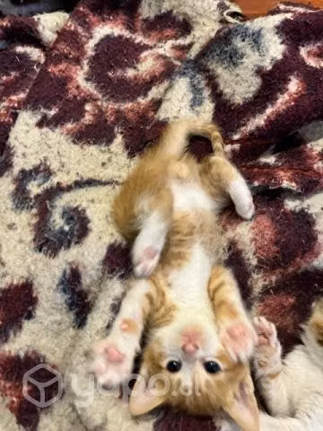 Se regalan gatitos - Imagen 4