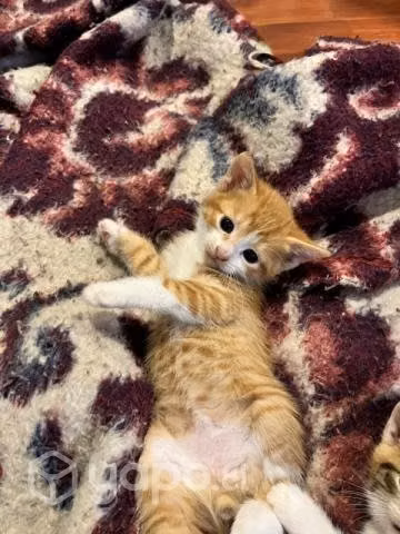 Se regalan gatitos - Imagen 3