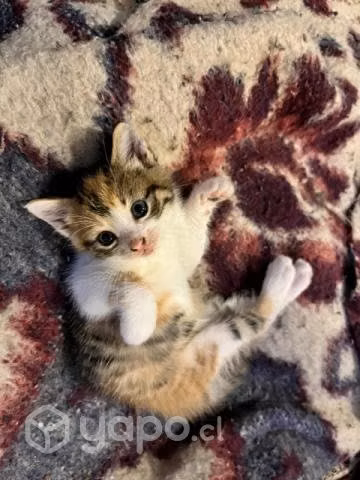 Se regalan gatitos - Imagen 6