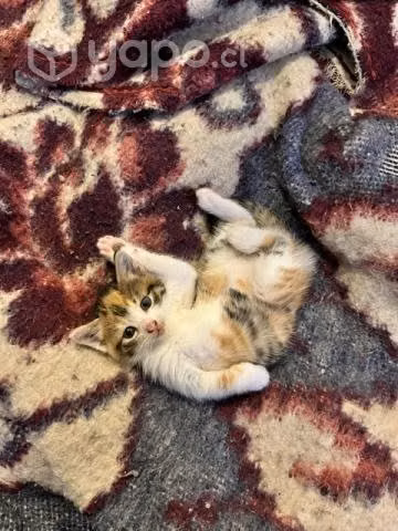 Se regalan gatitos - Imagen 5