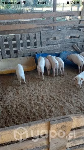 Chanchitos de 70 días