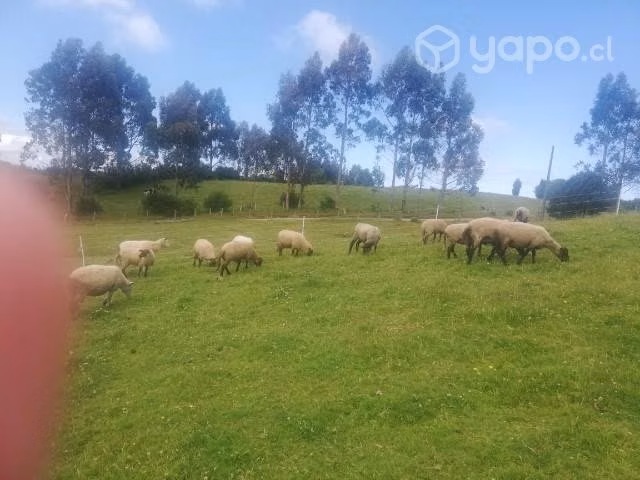 Ovejas