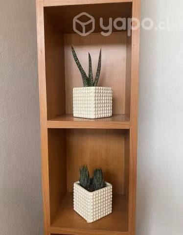Gasteria y Haworthia en maceteros vintage, años 70