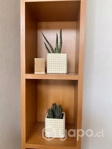 Gasteria y Haworthia en maceteros vintage, años 70