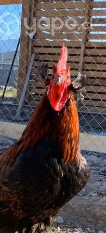 Gallo Ketro Kollonko