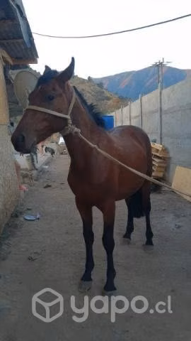 Potron de 3 años