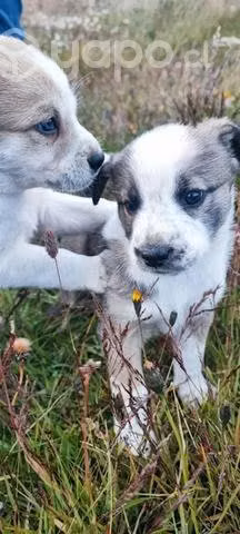 Adopción cachorritos bc - Imagen 2