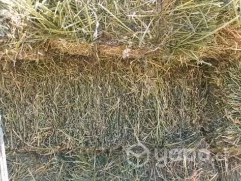 Fardos de alfalfa - Imagen 3
