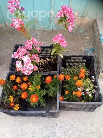 Hermosas flores
