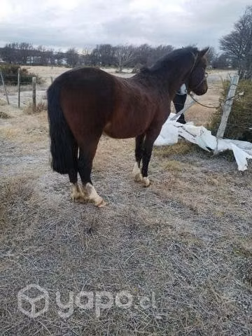 Caballo manso - Imagen 5