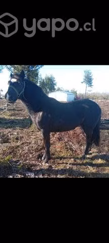 potrillo