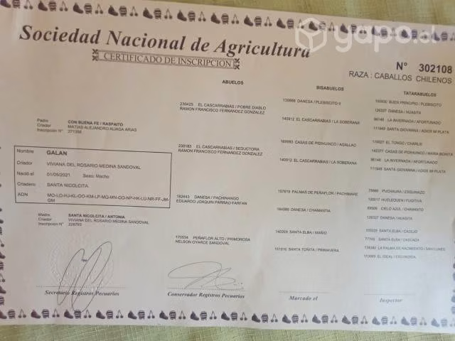 Potro inscrito - Imagen 6