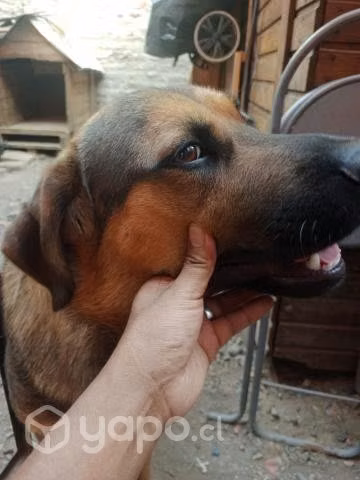 Doy en adopción a un perro cachorro