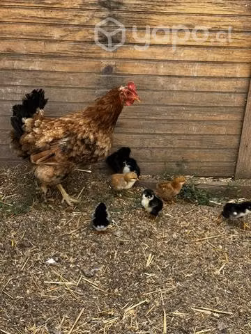 Lote de gallinas y patos
