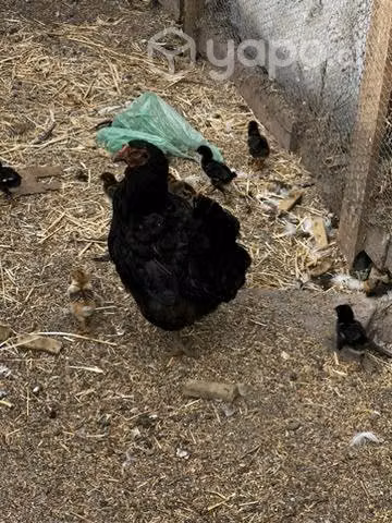 Lote de gallinas y patos