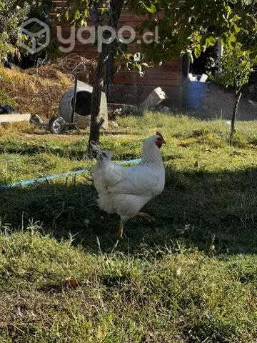 Lote de gallinas y patos