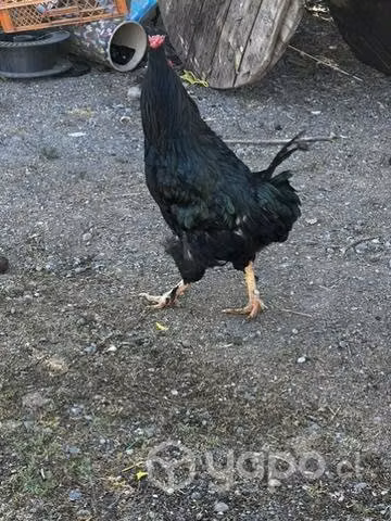 Lote de gallinas y patos