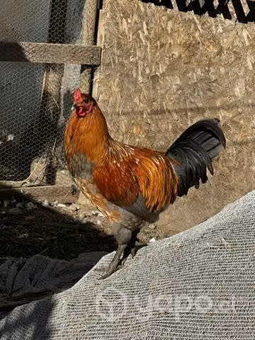 Lote de gallinas y patos