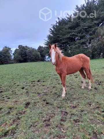 Vendo Potrillo