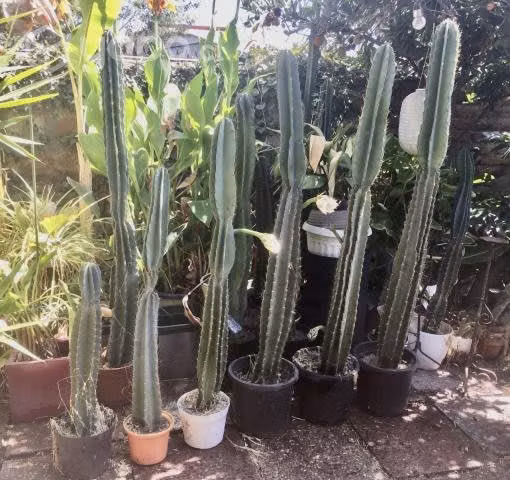 Cactus Cereus Repandus 5 disponibles de 90cm-185cm